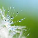 Фотообои с одуванчиком и каплями росы