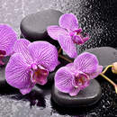 Фотообои - Орхидеи на камнях