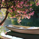 Фотообои с лодкой и цветущим деревом