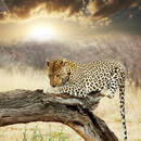 Фотообои на стену с леопардом на ветке