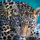 Фотообои - Леопард - макро