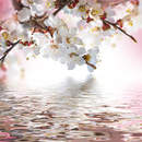 Фотообои - Цветущие абрикосы