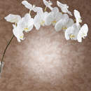 Фотообои с белыми орхидеями на коричневом фоне