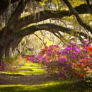 Волшебный лес