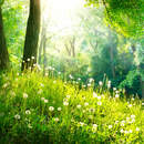 Весенний пейзаж с лесом