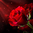 Фотообои с розой на темном фоне