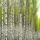 Русские березки