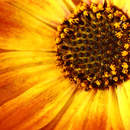 Фотообои - Оранжево-желтый цветок