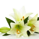 Фотообои с красивыми лилиями