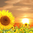 Закат в поле с подсолнухами