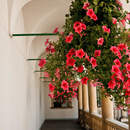 Фотообои с цветами в галерее