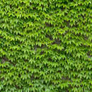 Фотообои на стену - Стена с плющом