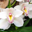 Фотообои - Орхидеи