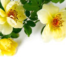 Фотообои - Цветы шиповника