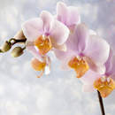 Фотообои с нежными орхидеями