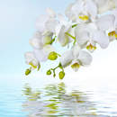 Фотообои - Белая орхидея над водой