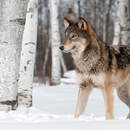 Фотообои с волком и березами