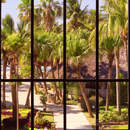 Фотообои с видом на тропический сад через окно