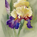 Арт-обои - Акварельный рисунок с ирисом