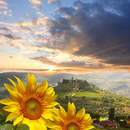 Подсолнухи в Таскано