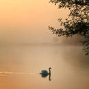 Пастельный закат с лебедем