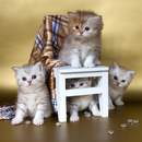 Изображение фотообоев