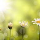 Фотообои с маргаритками