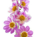 Изображение фотообоев