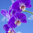 Фотообои с фиолетовой орхидеей на фоне неба