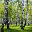 Панорама с березами