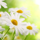 Фотообои с большими ромашками