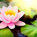 Фотообои - Розовый лотос