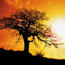 Дерево на закате