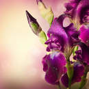 Фотообои - Макро ирисы