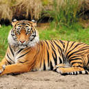 Фотообои с красивым тигром