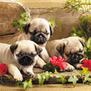 Фотообои - Милые щенки