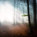 Лес в тумане