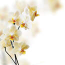 Обои с нежными орхидеями на всю стену