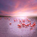 Фотообои с фламинго на озере на фоне заката