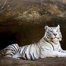 Фотообои с белым тигром