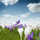 Фотообои с крокусами на фоне неба