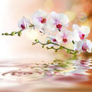 Фотообои  - Отражение орхидеи