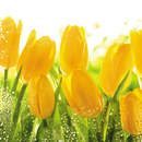 Обои на стену с желтыми тюльпанами и каплями росы