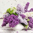 Фотообои - Красивая сирень в вазе