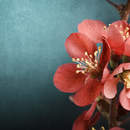 Фотообои - Цветущая ветвь