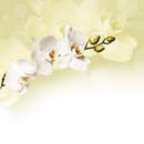 Фотообои - Светлая орхидея