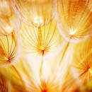 Обои на стену с желтым одуванчиком