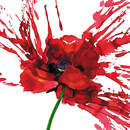 Арт-обои - Яркий мак