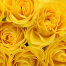 Обои на стену с желтыми розами