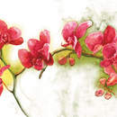 Арт-обои — Орхидеи